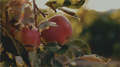 The Nature and Practice of True-Hearted Discipleship Media Gratiae Online Course